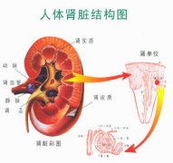 你离肾虚有多远——哪些人容易肾虚